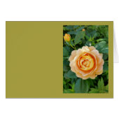Golden colored rose (Front Horizontal)