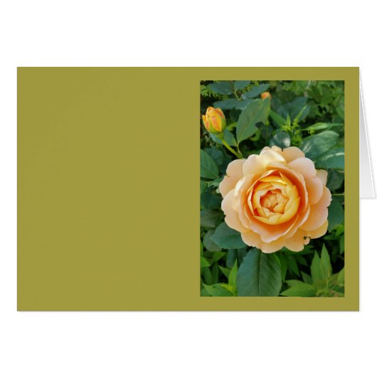 Golden colored rose (Front Horizontal)