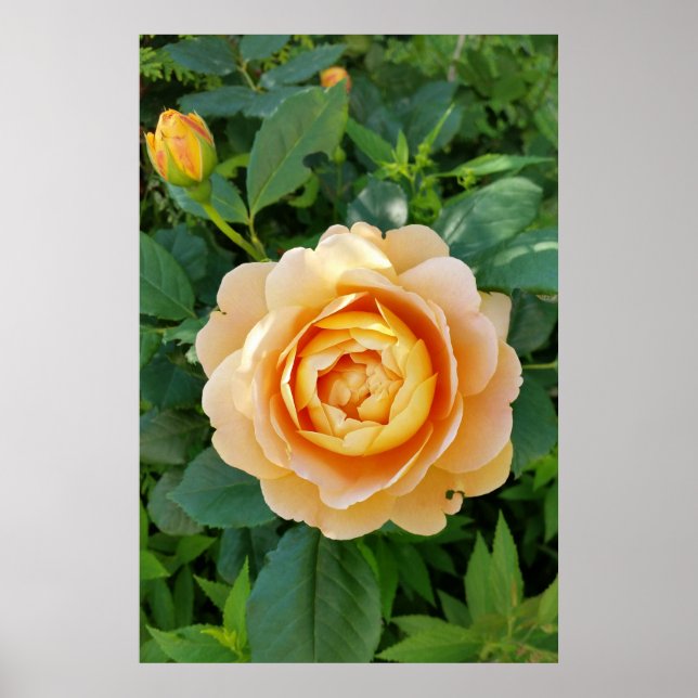 Golden colored rose poster (Front)