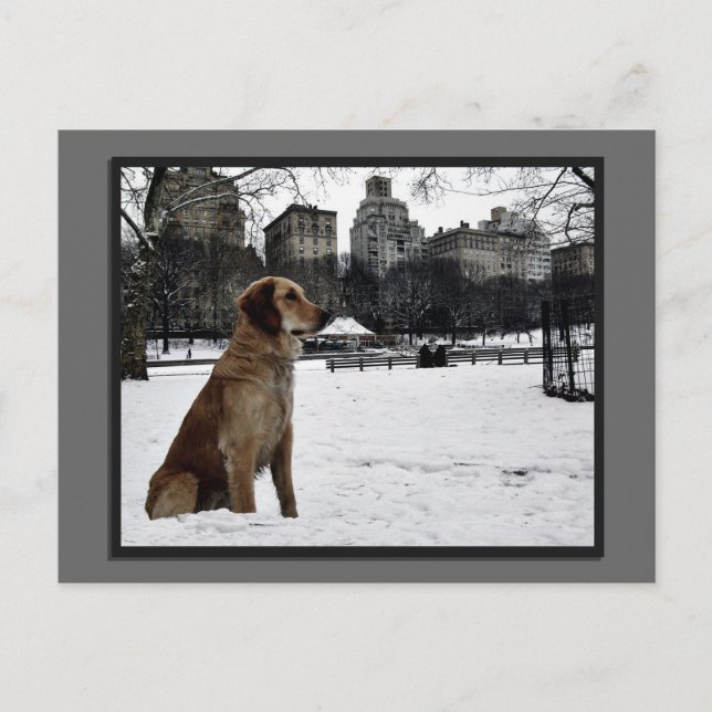 Golden-Conservatory Water-Central Park Postcard (Front)