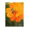 Golden Cosmos & Honey Bee