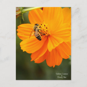 Golden Cosmos & Honey Bee Postcard