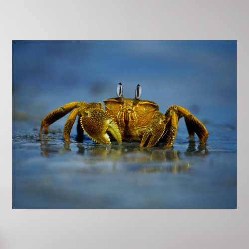 Golden Crab by the Sea Print