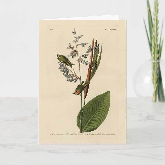 Golden-crowned Kinglet, Audubon's Birds of America Card (Front)
