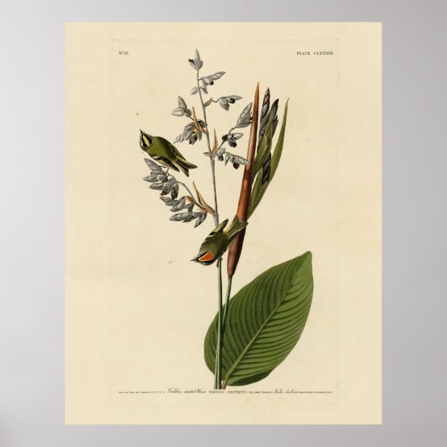 Golden-crowned Kinglet, Audubon's Birds of America Poster (Front)