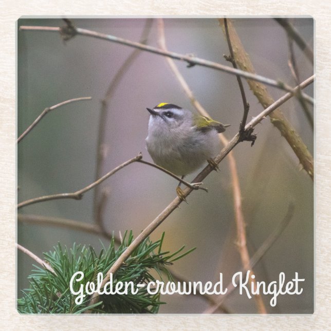 Golden-crowned Kinglet Glass Coaster (Front)