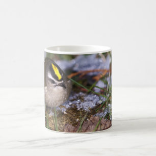 Golden-crowned Kinglet Mugs