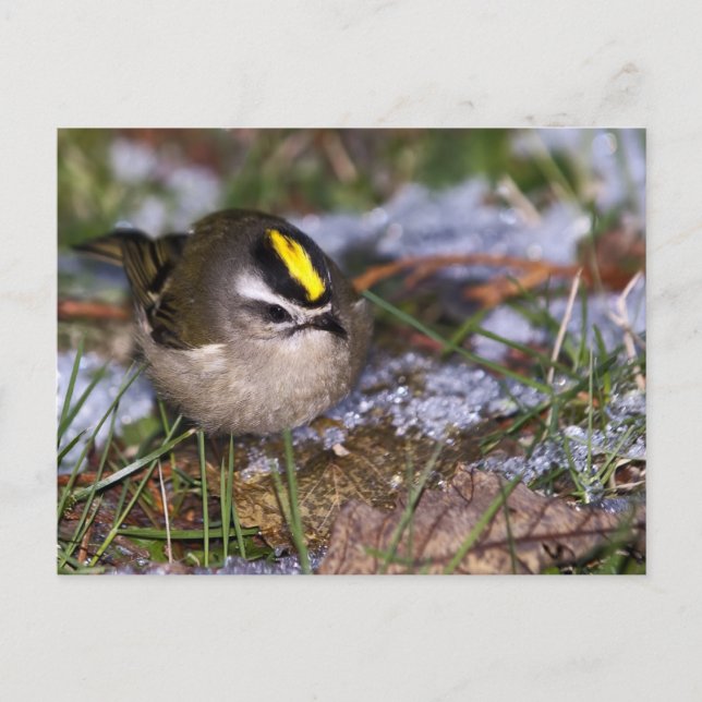 Golden-crowned Kinglet Postcard (Front)