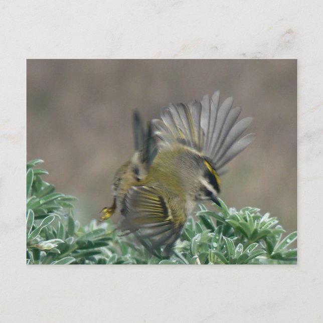 Golden-crowned Kinglet postcard (Front)