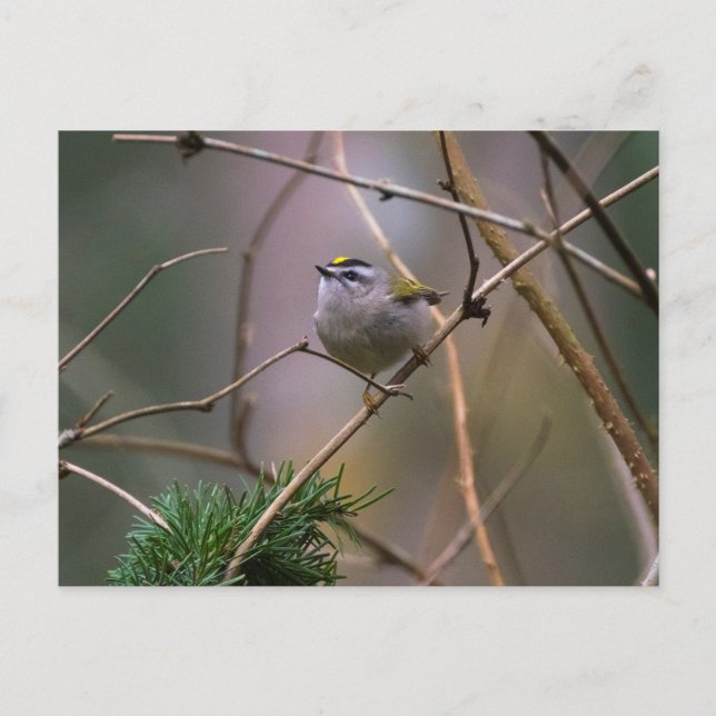 Golden-crowned Kinglet Postcard (Front)