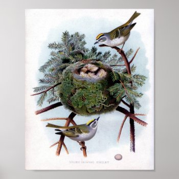 Golden Crowned Kinglet Poster by EnKore at Zazzle