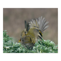 Golden-crowned Kinglet Print