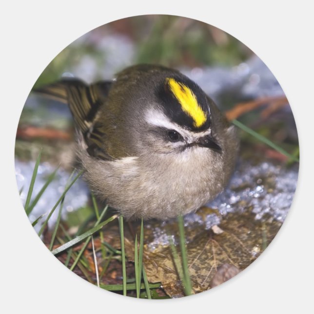 Golden-crowned Kinglet Stickers (Front)