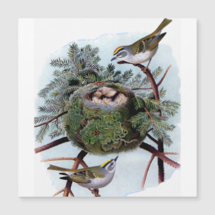 golden crowned kinglets