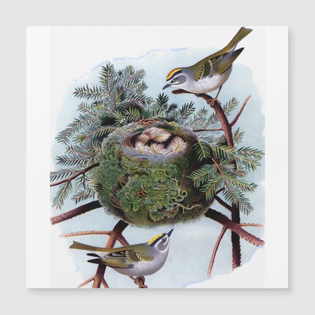 golden crowned kinglets   (Front)