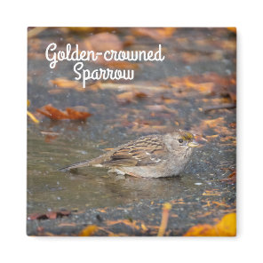 Golden-crowned Sparrow Magnet