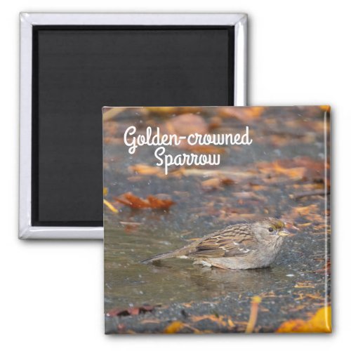 Golden_crowned Sparrow Magnet