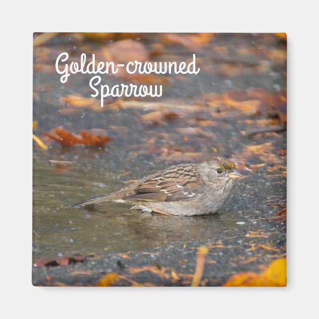 Golden-crowned Sparrow Magnet (Front)