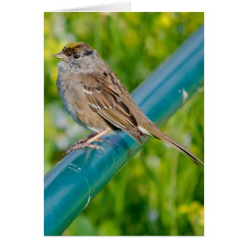 Golden Crowned Sparrow On Blue Pole by DragonL8dy at Zazzle