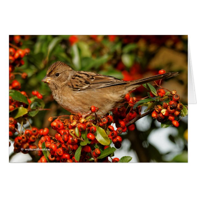 Golden-Crowned Sparrow on the Scarlet Firethorn (Front Horizontal)