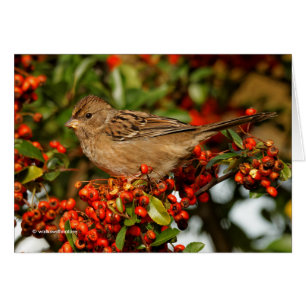 Golden-Crowned Sparrow on the Scarlet Firethorn Cards