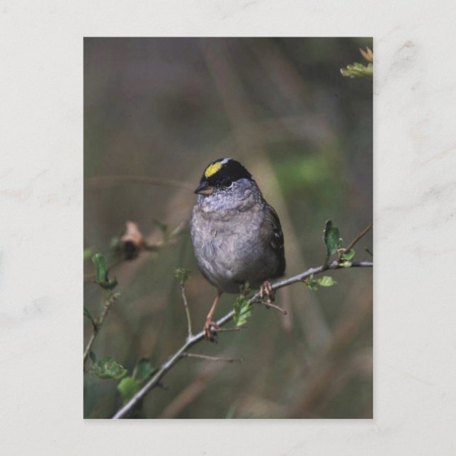 Golden-crowned Sparrow Postcard (Front)