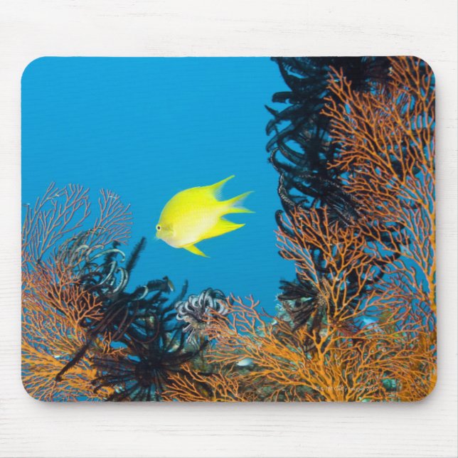 Golden Damselfish (Amblyglyphidodon aureus) Mouse Pad (Front)