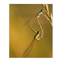 Golden Damselflies Original Macro Photography