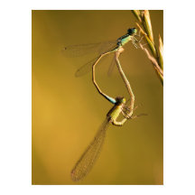 Golden Damselflies Original Macro Photography