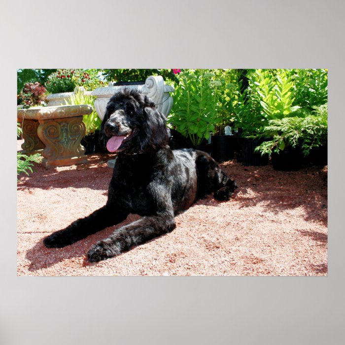 Golden Doodle Abby 5 Print