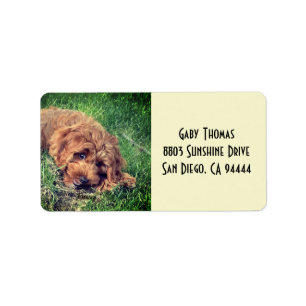 Golden Doodle Address Labels
