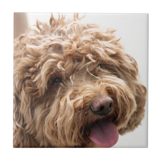 Golden doodle ceramic tile (Front)