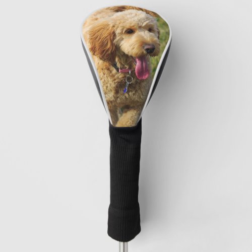 Golden Doodle Golf Head Cover