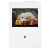 Golden Doodle Puppy Cards (Back)
