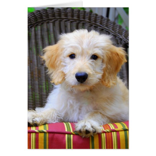 Golden Doodle Puppy Cards (Front)