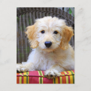 Golden Doodle Puppy Postcard