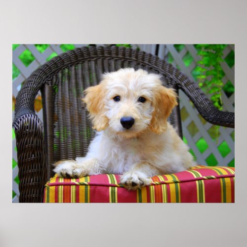 Golden Doodle Puppy Poster