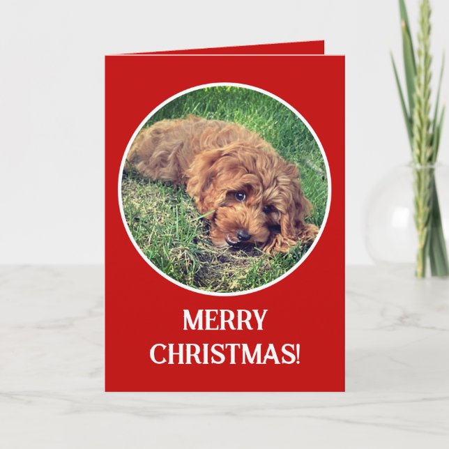 Golden Doodle Red Holiday Card (Front)