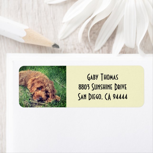 Golden Doodle Return Address Labels (Insitu)