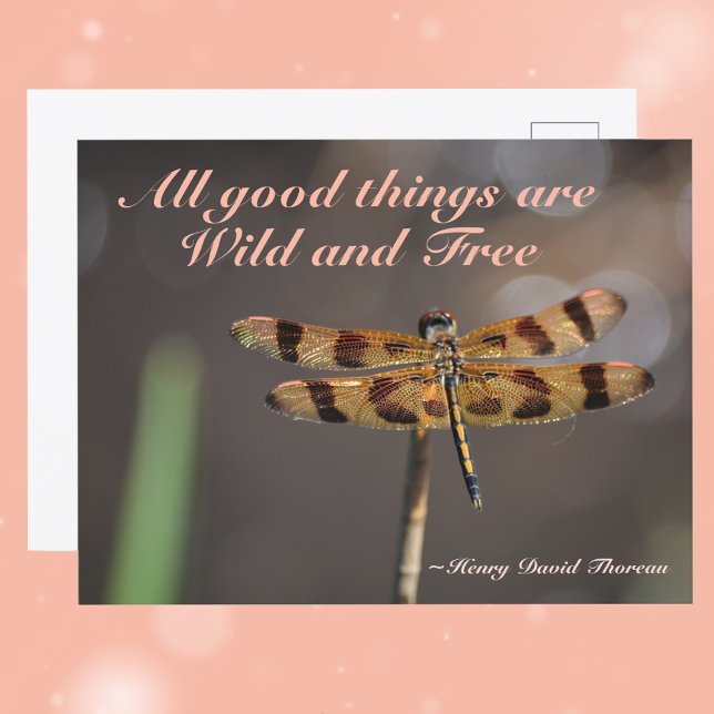 Golden Dragonfly All Good Things Wild and Free Postcard (Creator Uploaded)