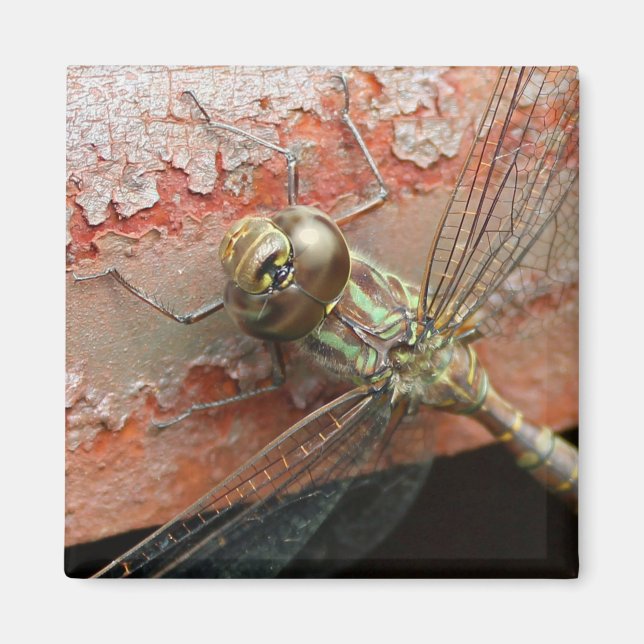 Golden Dragonfly Magnet (Front)