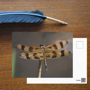 Golden Dragonfly Photographic Nature Postcard
