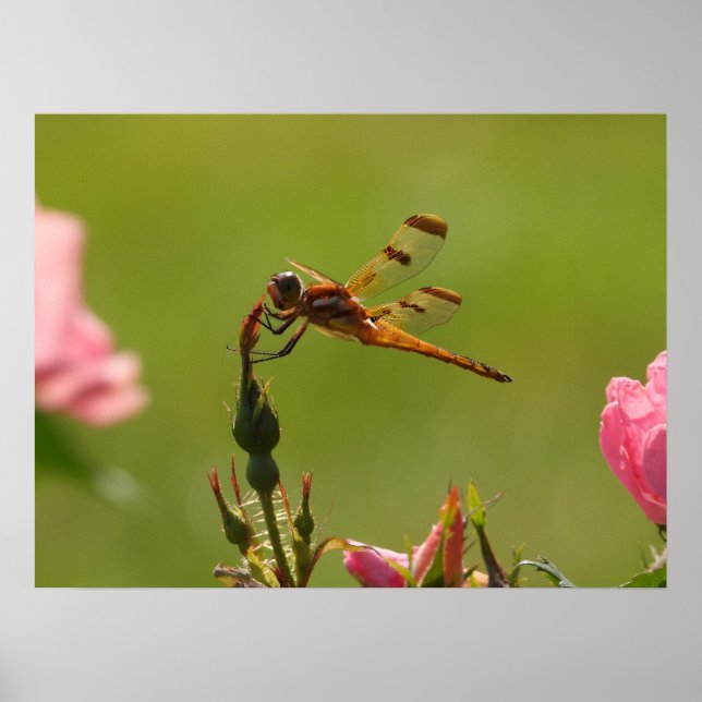 Golden Dragonfly Poster (Front)