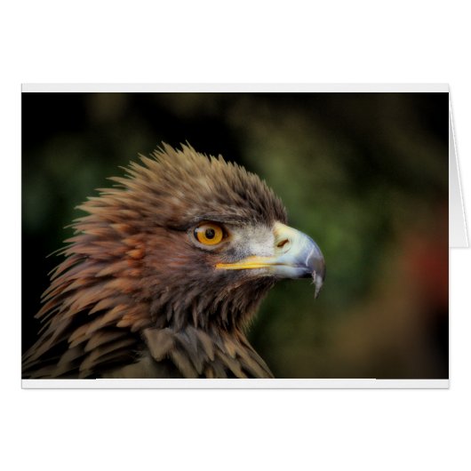 golden eagle (Front Horizontal)