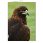 golden eagle (Front)