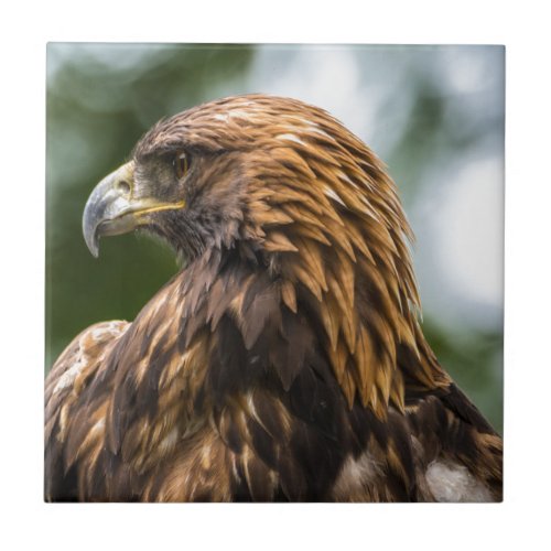 Golden Eagle aquila chrysaetos _ Utah Tile