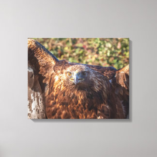 Golden eagle canvas print