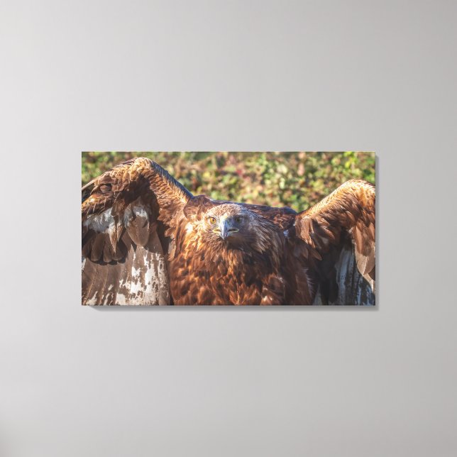 Golden eagle canvas print (Front)