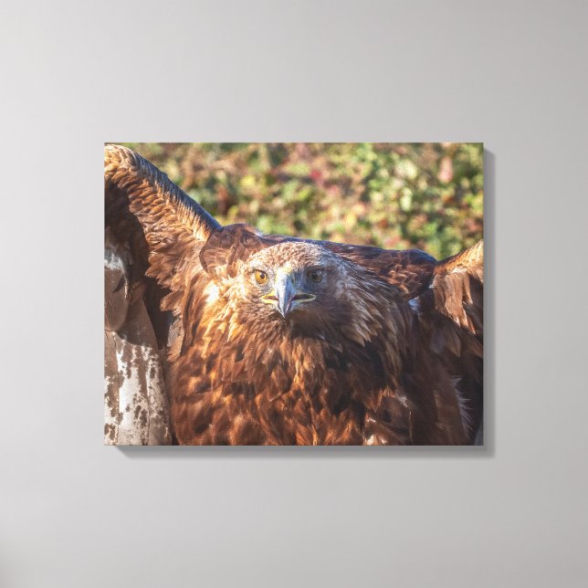 Golden eagle canvas print (Front)