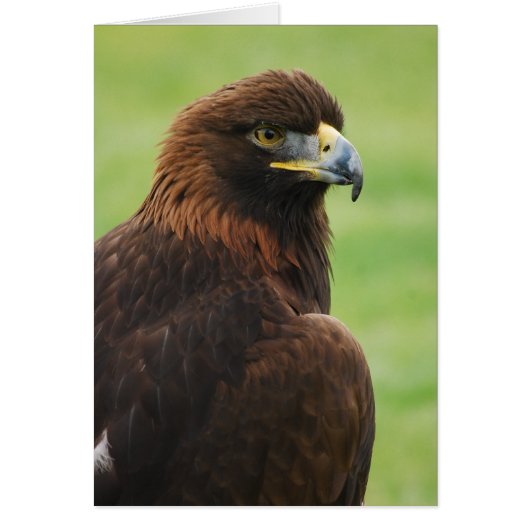 golden eagle cards (Front)